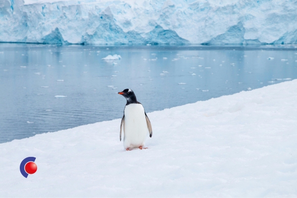 Pinguin op Antarctica