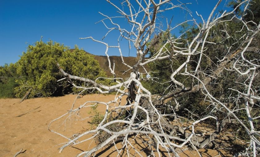Strand begroeiing Galapagos