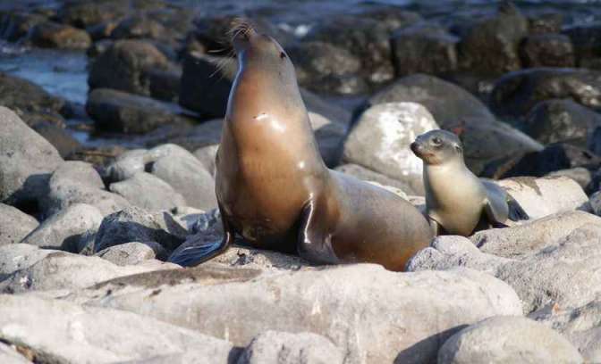 Zeehonden op Galapagos