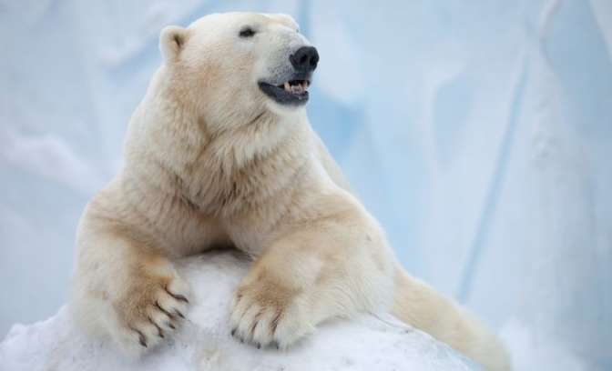 Ijsbeer op Groenland