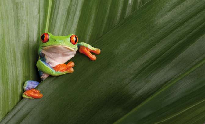 Een kikker op Costa rica